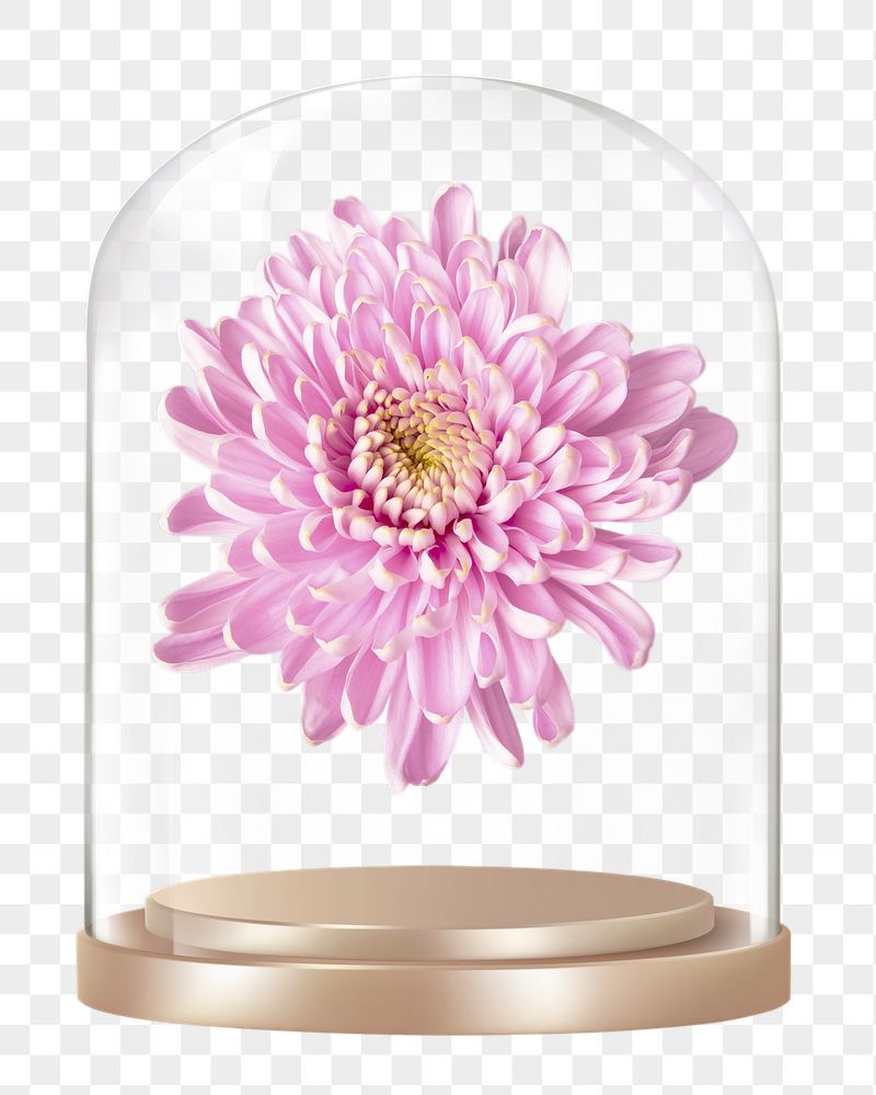 Pink chrysanthemum png glass dome | Free PNG - rawpixel