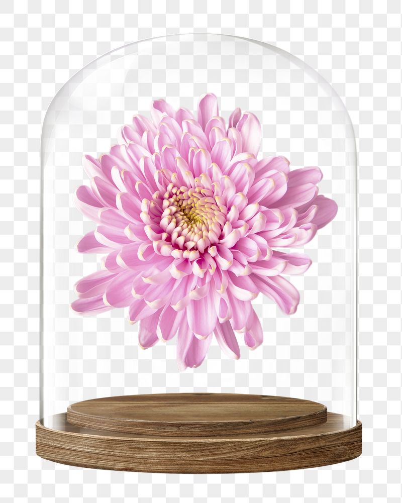 Pink chrysanthemum png glass dome | Free PNG - rawpixel