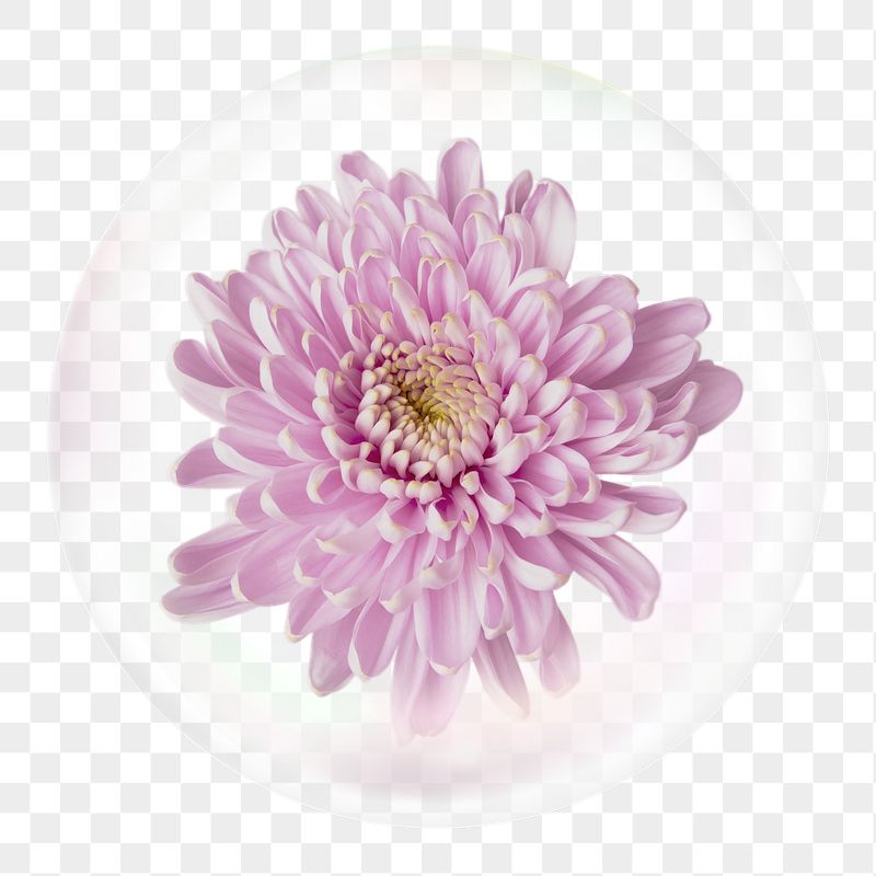 Pink chrysanthemum png sticker, flower | Free PNG - rawpixel