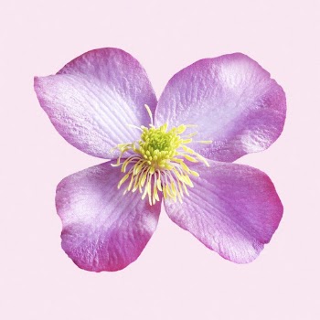 Pink clematis montana elizabeth, flower | Free Photo - rawpixel