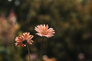 Pink Cluster Flowers