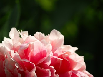 Pink Clustered Flower in Macro Focus Photography