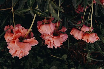 Pink Clustered Flowers