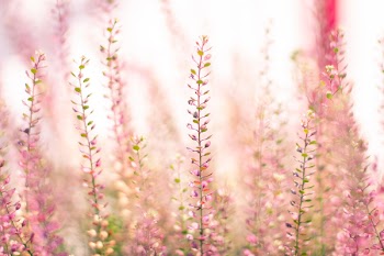 Pink Clustered Flowers