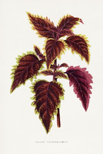 Pink Coleus leaf illustration from Les | Free Photo Illustration - rawpixel