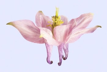 Pink columbine flower, collage element | Free PSD - rawpixel
