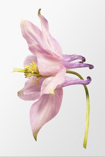 Pink common columbine, flower clipart | Free PSD - rawpixel