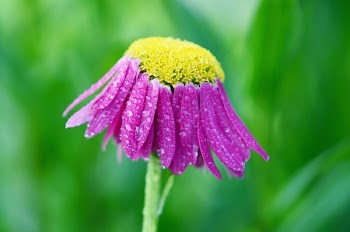 Pink Coneflower Selective-focus Photography