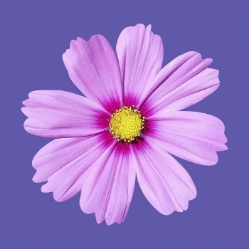 Pink cosmos, flower collage element | Free PSD - rawpixel