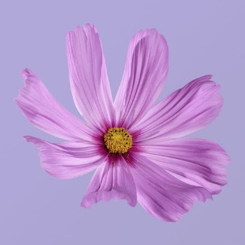 Pink cosmos, flower collage element | Free PSD - rawpixel