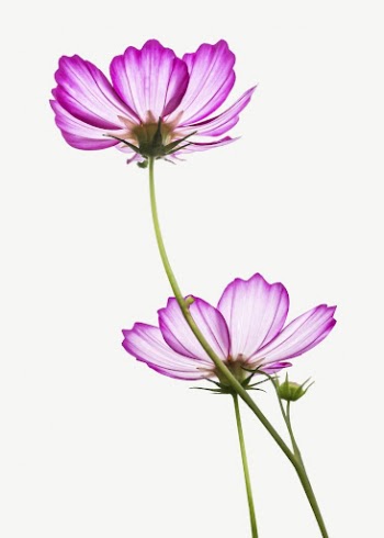 Pink cosmos flower collage element | Free PSD - rawpixel
