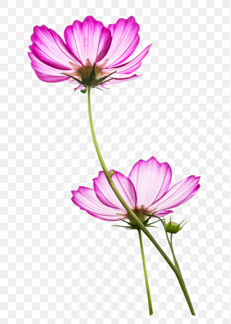 Pink cosmos flower png sticker, | Free PNG - rawpixel