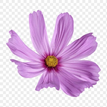 Pink cosmos png, flower sticker, | Free PNG - rawpixel