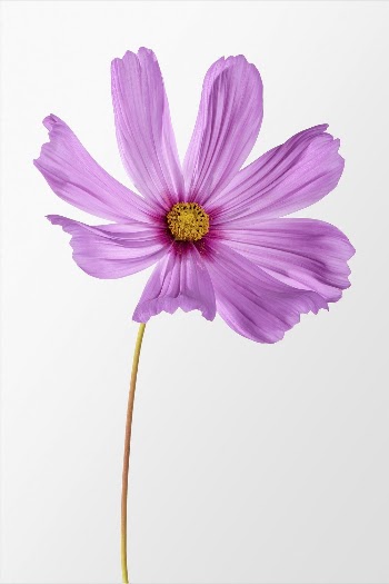 Pink cosmos, spring flower clipart | Free Photo - rawpixel