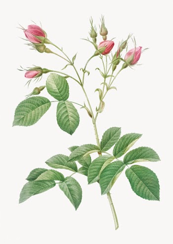 Pink crimson buds | Free stock vector - 574232