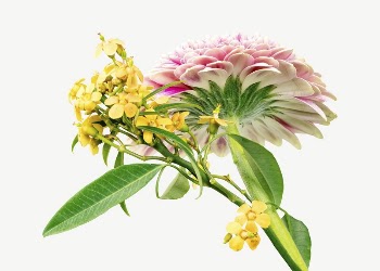 Pink Dahlia collage element, isolated | Free PSD - rawpixel