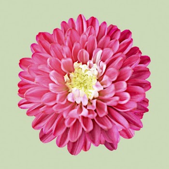 Pink dahlia, flower clipart psd | Free PSD - rawpixel