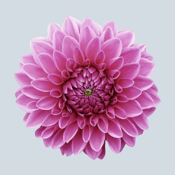 Pink dahlia, flower collage element | Free PSD - rawpixel