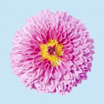 Pink dahlia, flower collage element | Free PSD - rawpixel