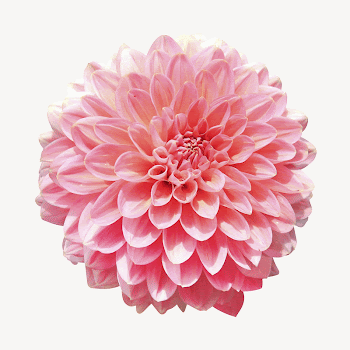 Pink dahlia flower, isolated botanical | Free PSD - rawpixel