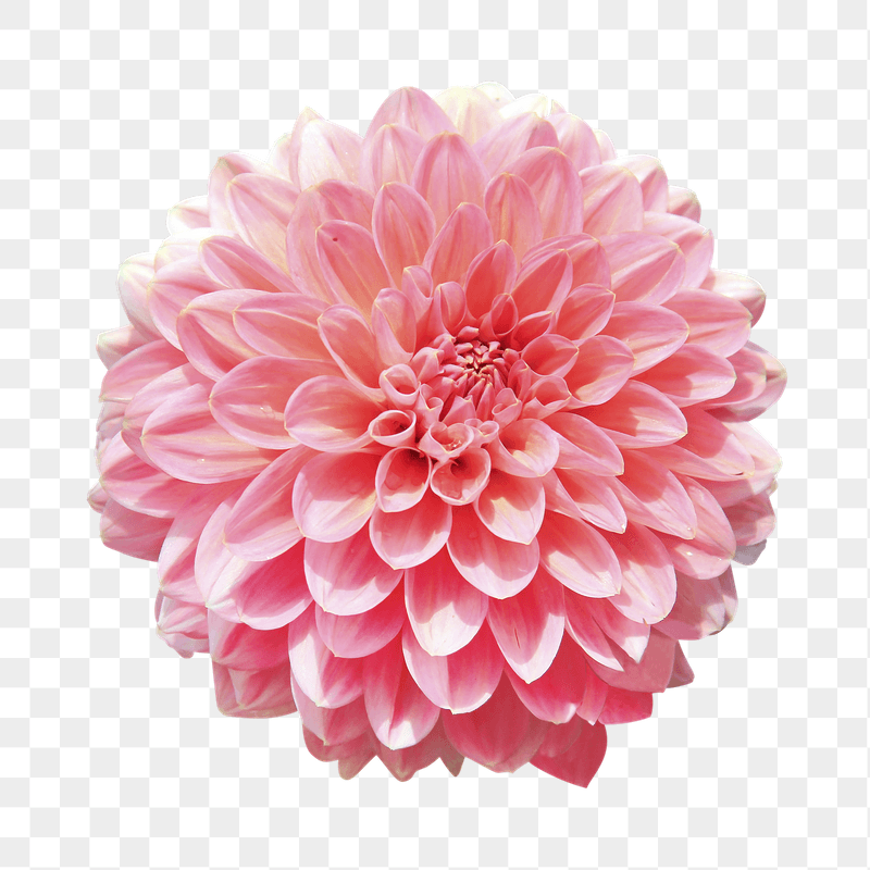 Pink dahlia flower png sticker, | Free PNG - rawpixel