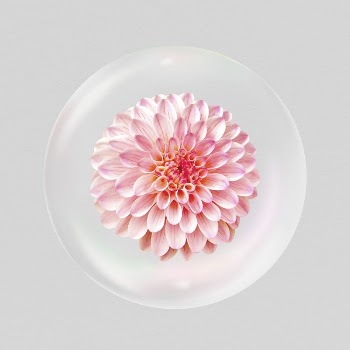 Pink dahlia flower sticker, Spring | Free PSD - rawpixel