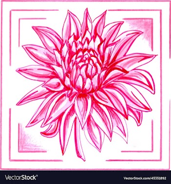 pink dahlia in a frame