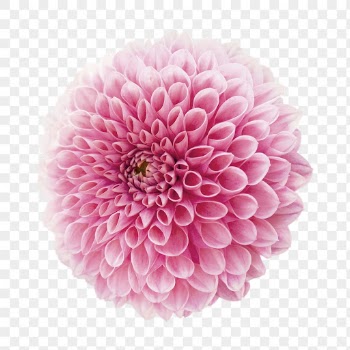 Pink dahlia png, flower clipart, | Free PNG - rawpixel