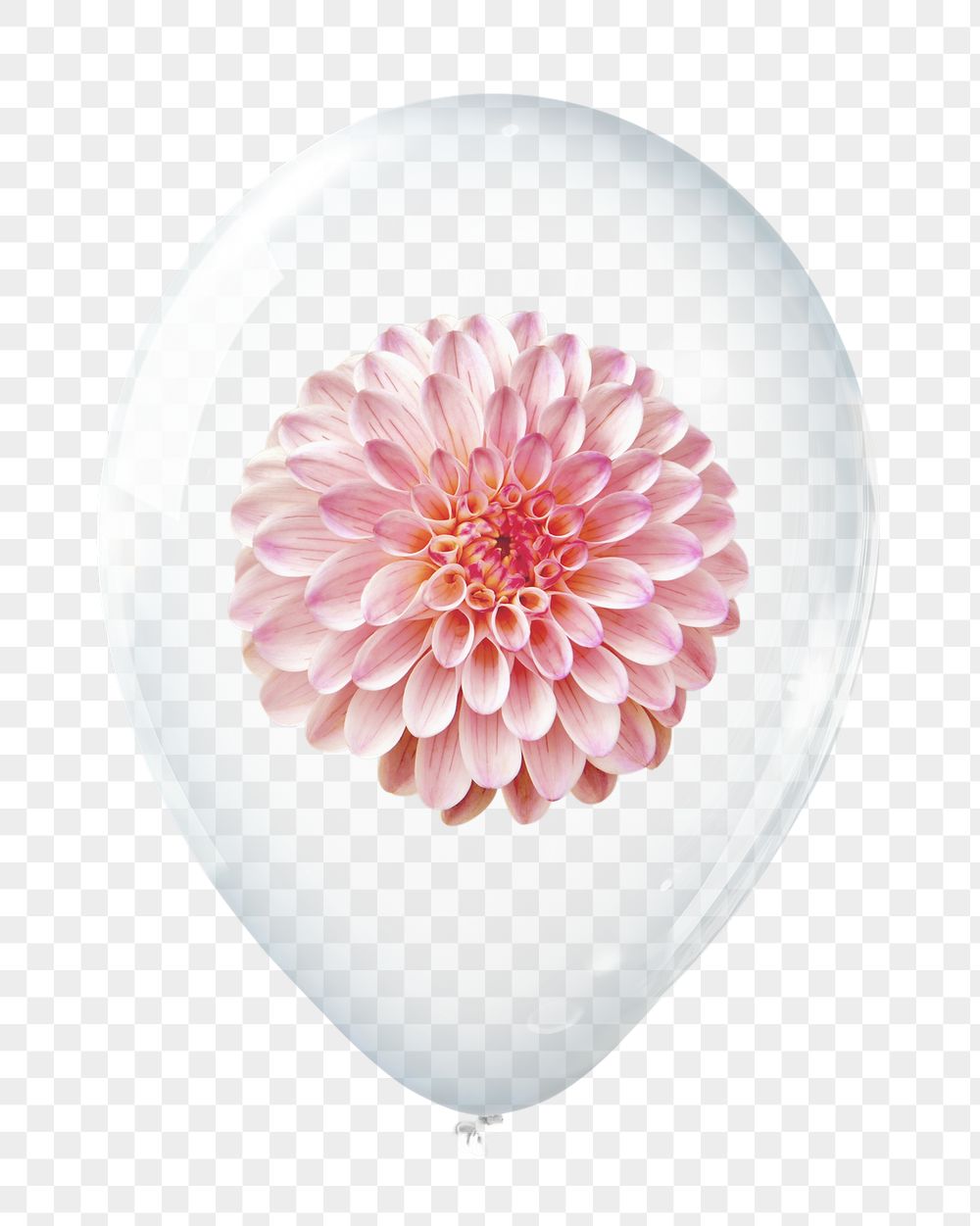 Pink dahlia png, flower in clear | Free PNG - rawpixel