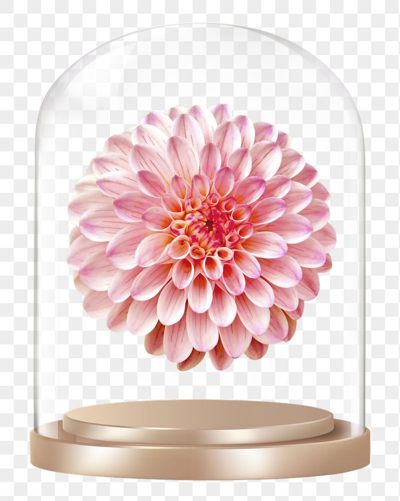 Pink dahlia png glass dome | Free PNG - rawpixel