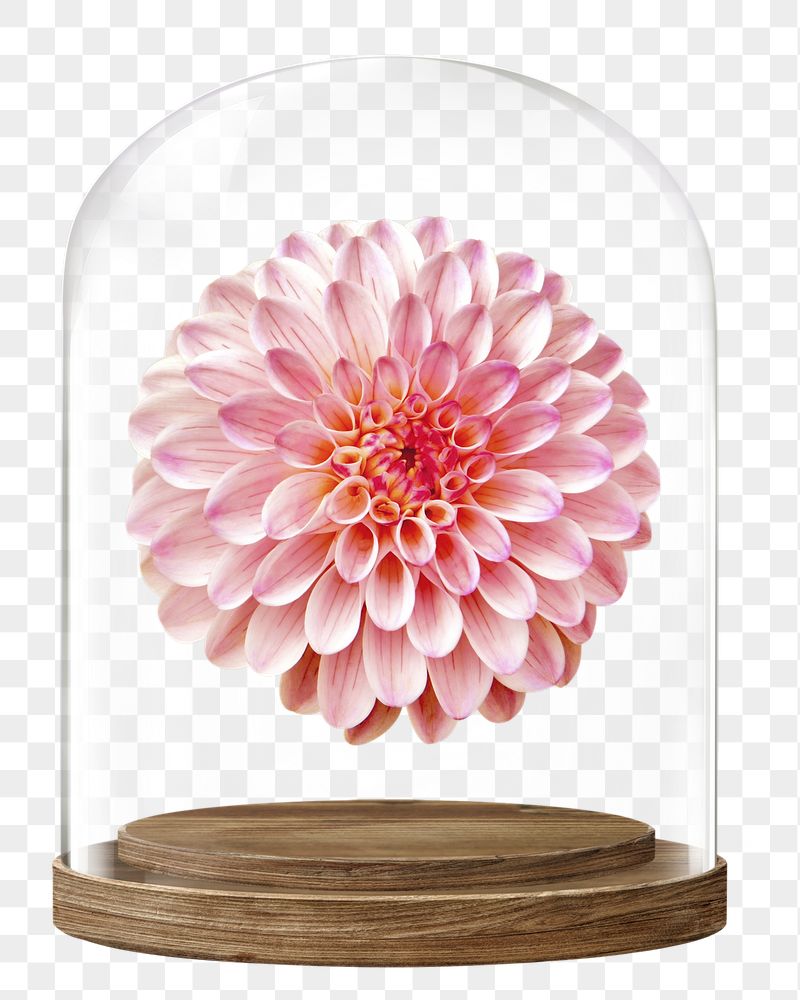 Pink dahlia png glass dome | Free PNG - rawpixel