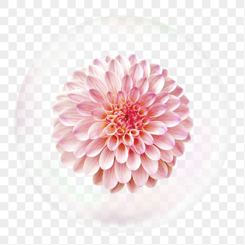 Pink dahlia png sticker, flower | Free PNG - rawpixel