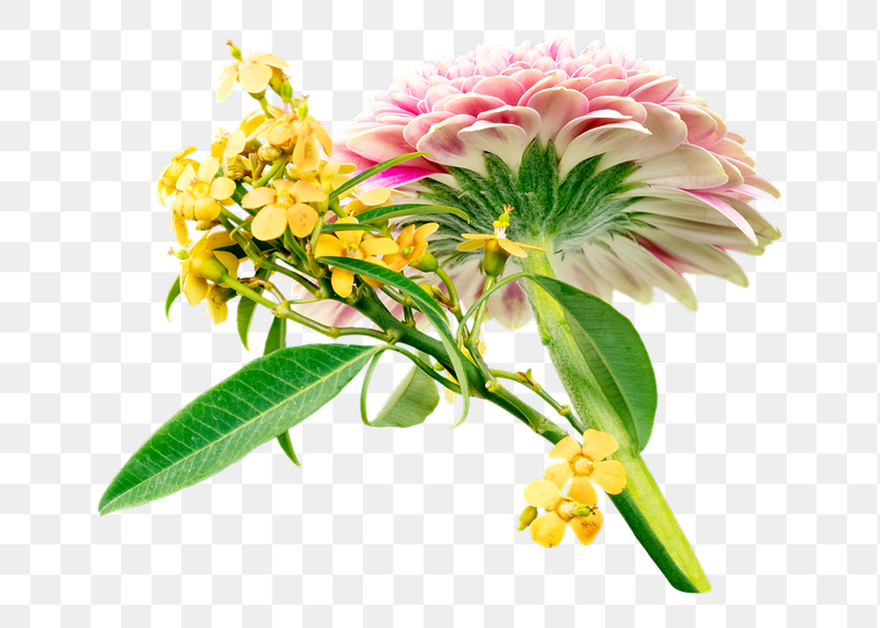 Pink Dahlia png sticker, transparent | Free PNG - rawpixel
