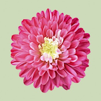 Pink dahlia, spring flower clipart | Free Photo - rawpixel