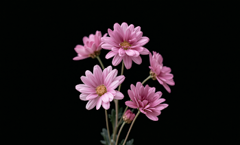 Pink Daisies on Dark Background