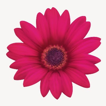 Pink daisy collage element psd | Free PSD - rawpixel