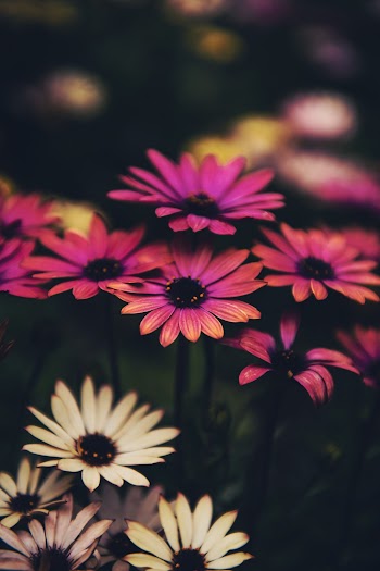 Pink Daisy Flowers