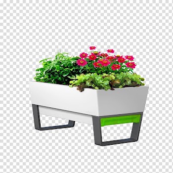 Pink daisy flowers, Garden Watering can Planter Flowerpot Flower box, Plants flower garden transparent background PNG clipart