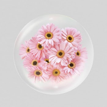 Pink daisy flowers sticker, Spring | Free PSD - rawpixel