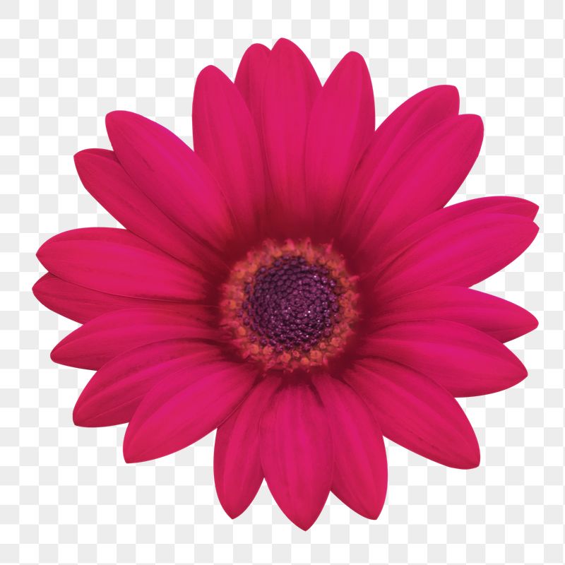 Pink daisy png sticker, transparent | Free PNG - rawpixel