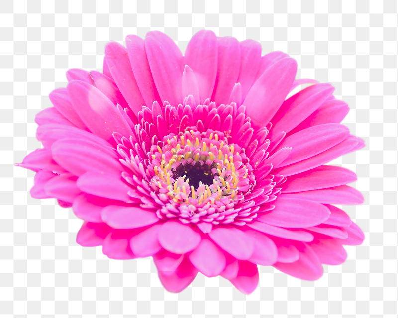 Pink daisy png sticker, transparent | Free PNG - rawpixel