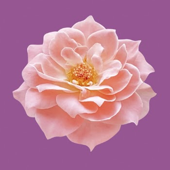 Pink damask rose, flower clipart | Free Photo - rawpixel