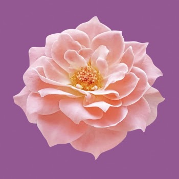 Pink damask rose, flower collage | Free PSD - rawpixel