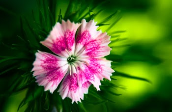 Pink Dianthus Flower Selective-focus Photography