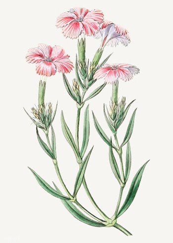 Pink Dianthus | Free stock vector - 559071