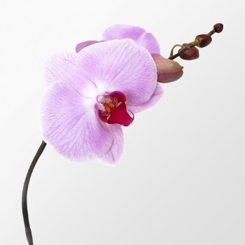 Pink doritaenopsis orchid, flower clipart | Free Photo - rawpixel