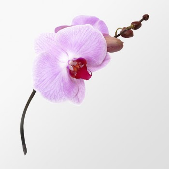 Pink doritaenopsis orchid, flower clipart | Free PSD - rawpixel