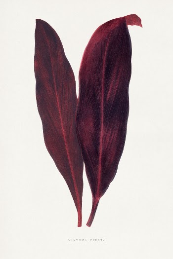Pink Dracaena Ferrea leaf illustration | Free Photo Illustration - rawpixel