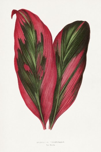 Pink Dracaena Terminalis leaf illustration | Free Photo Illustration - rawpixel