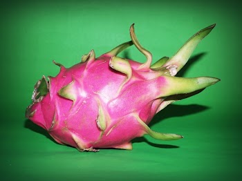 Pink Dragon Fruit